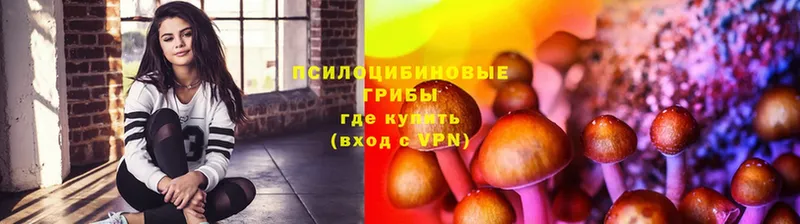 купить  сайты  Нижний Новгород  Псилоцибиновые грибы мицелий 